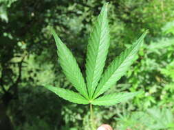 Image of marijuana