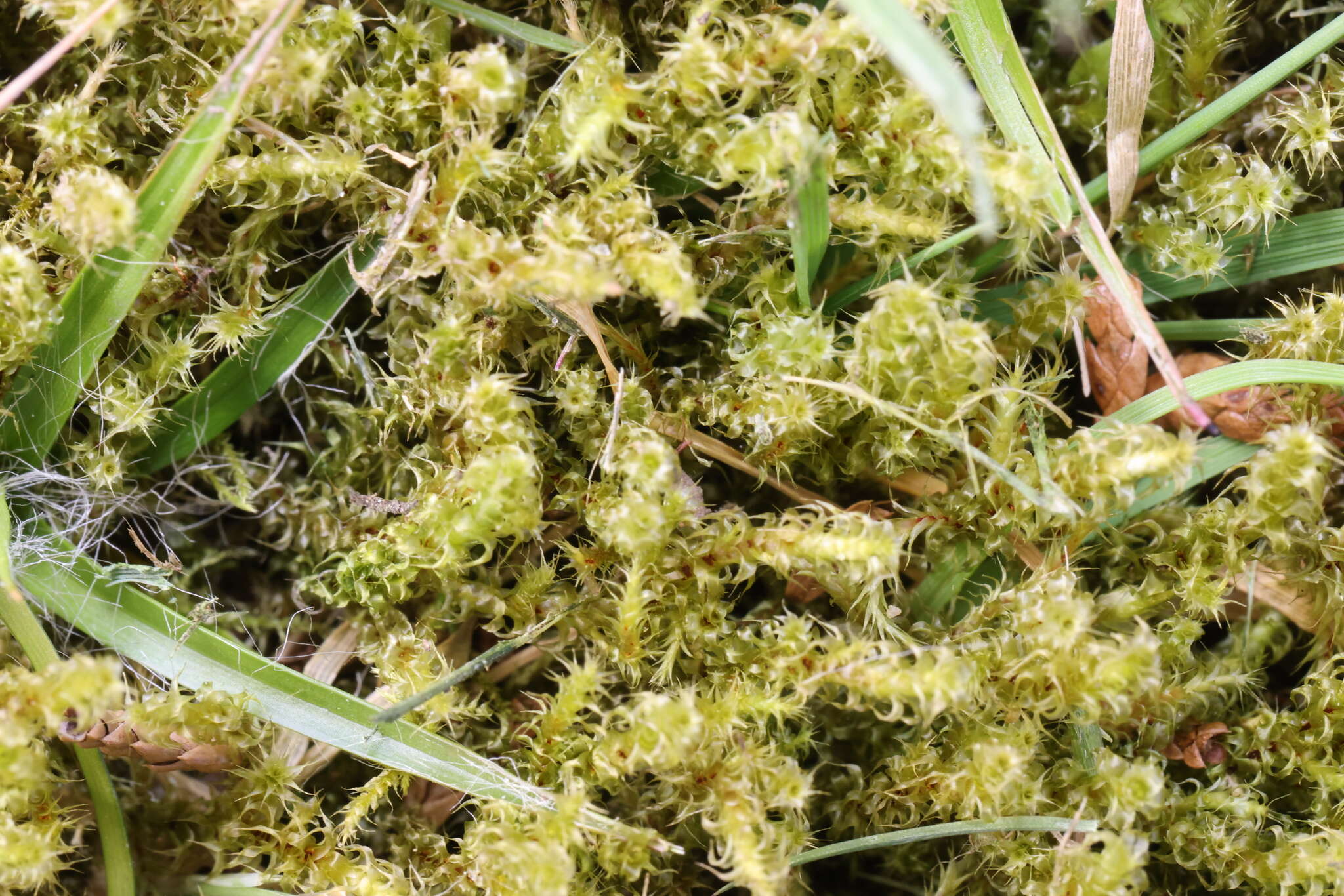 Image of square goose neck moss