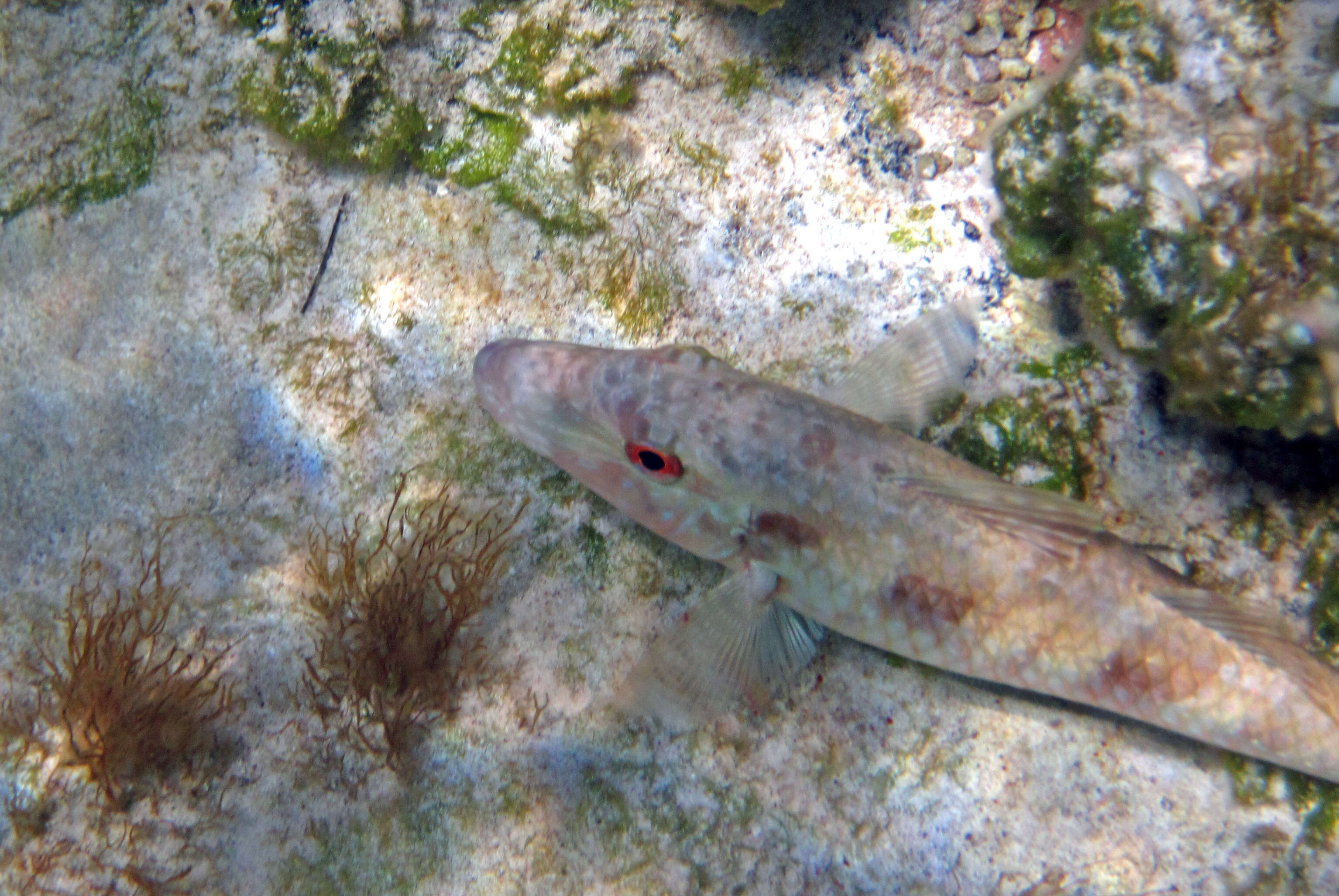 Image of Spotted Goatfish