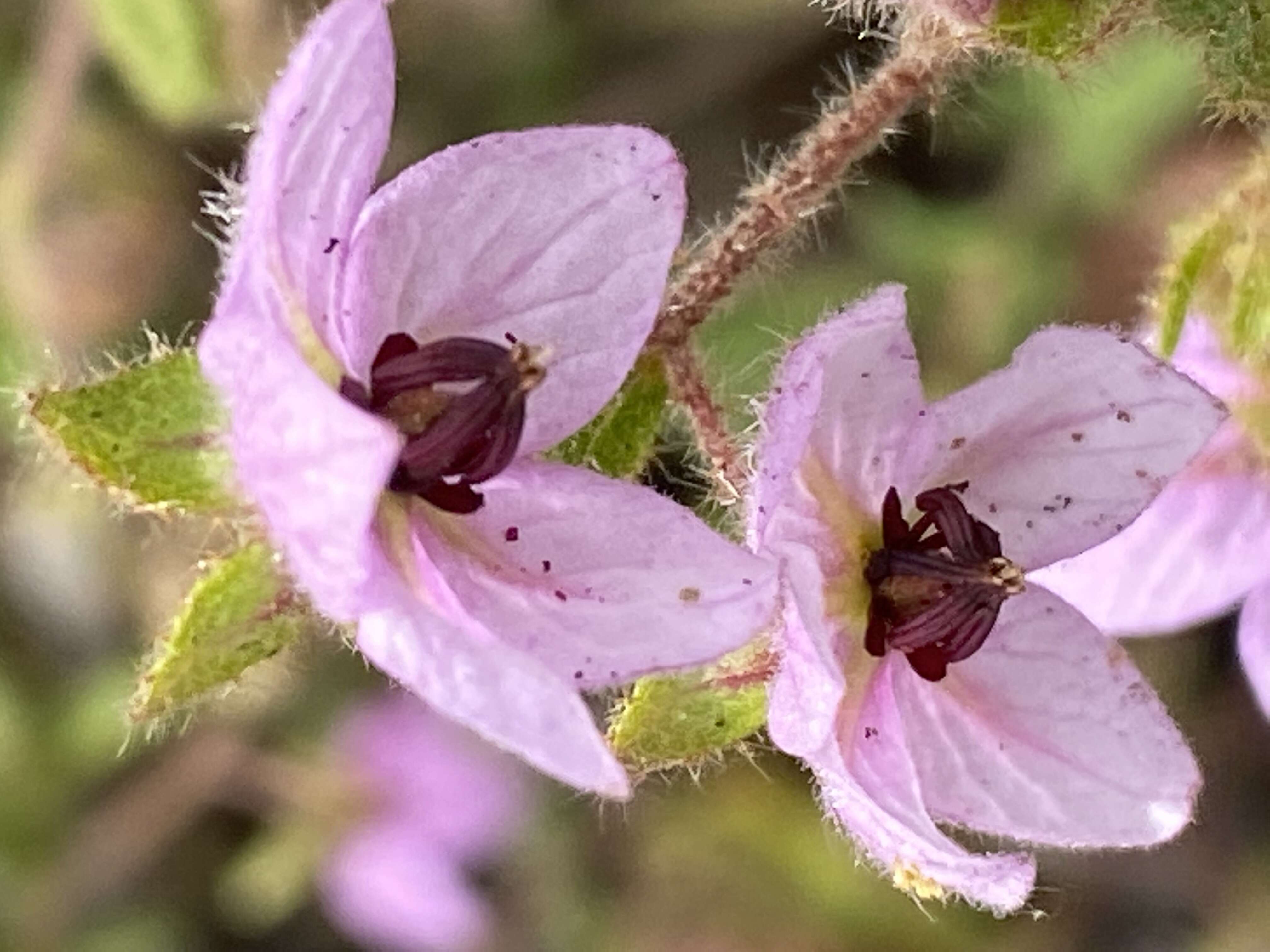 Image of Thomasia petalocalyx F. Müll.