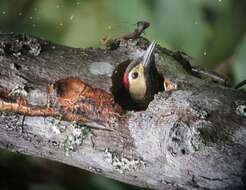 Image of Golden-olive Woodpecker