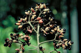 Imagem de Zanthoxylum brachyacanthum F. Müll.