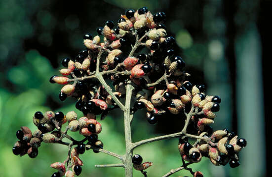 Imagem de Zanthoxylum brachyacanthum F. Müll.