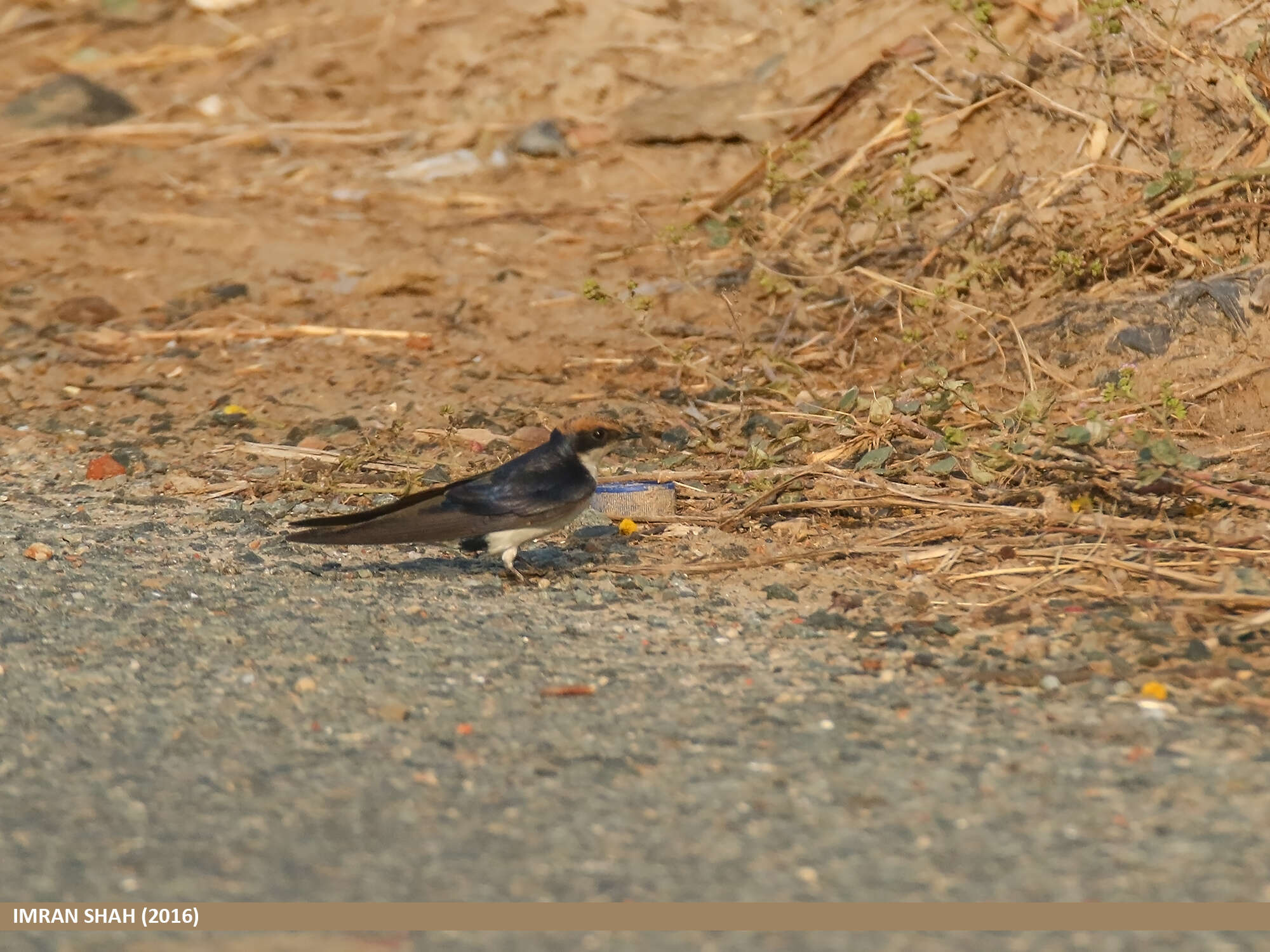 Hirundo smithii Leach 1818 resmi