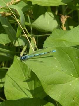 Image of Azure Bluet