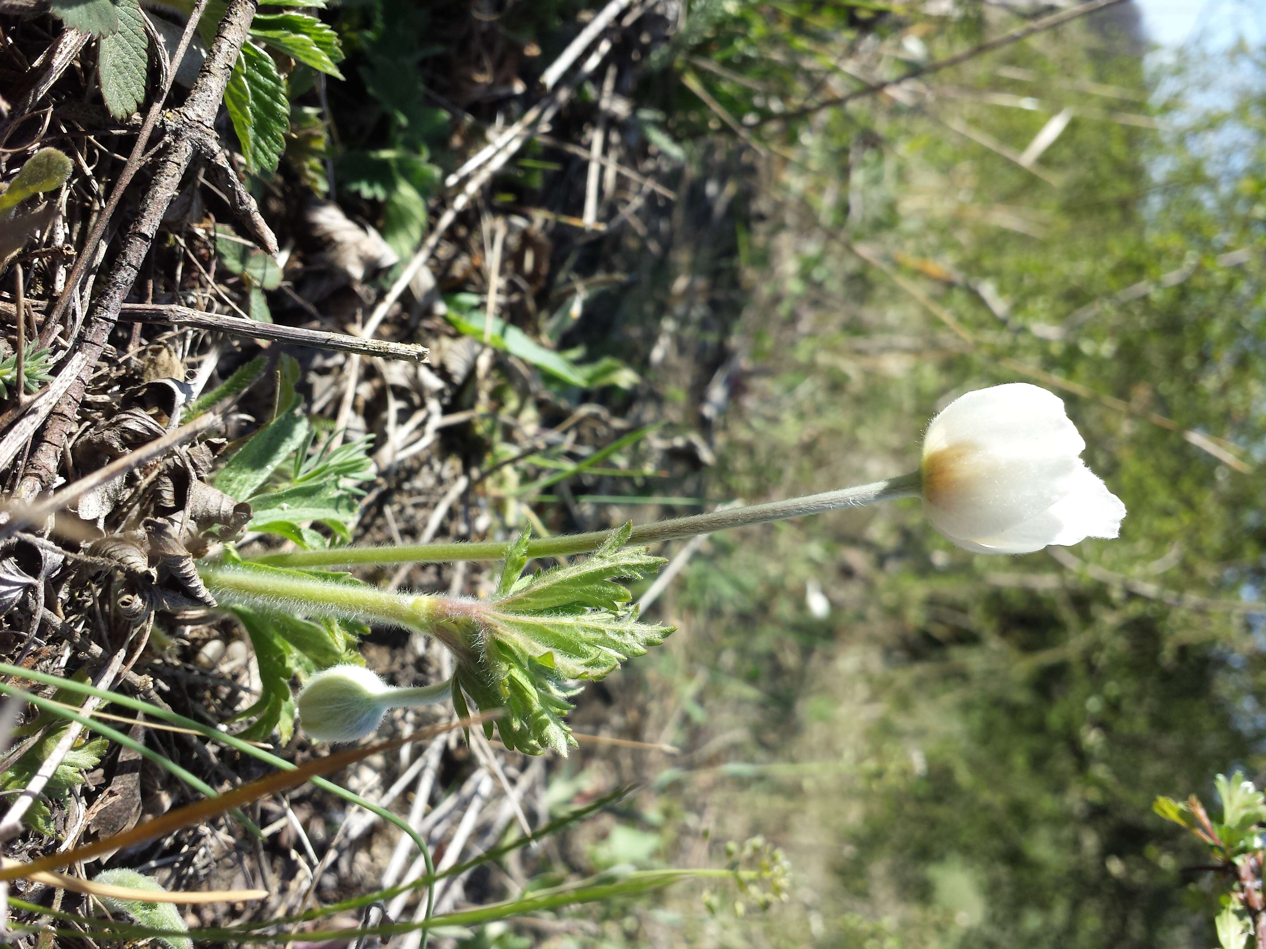 Image of Snowdrop Anemone