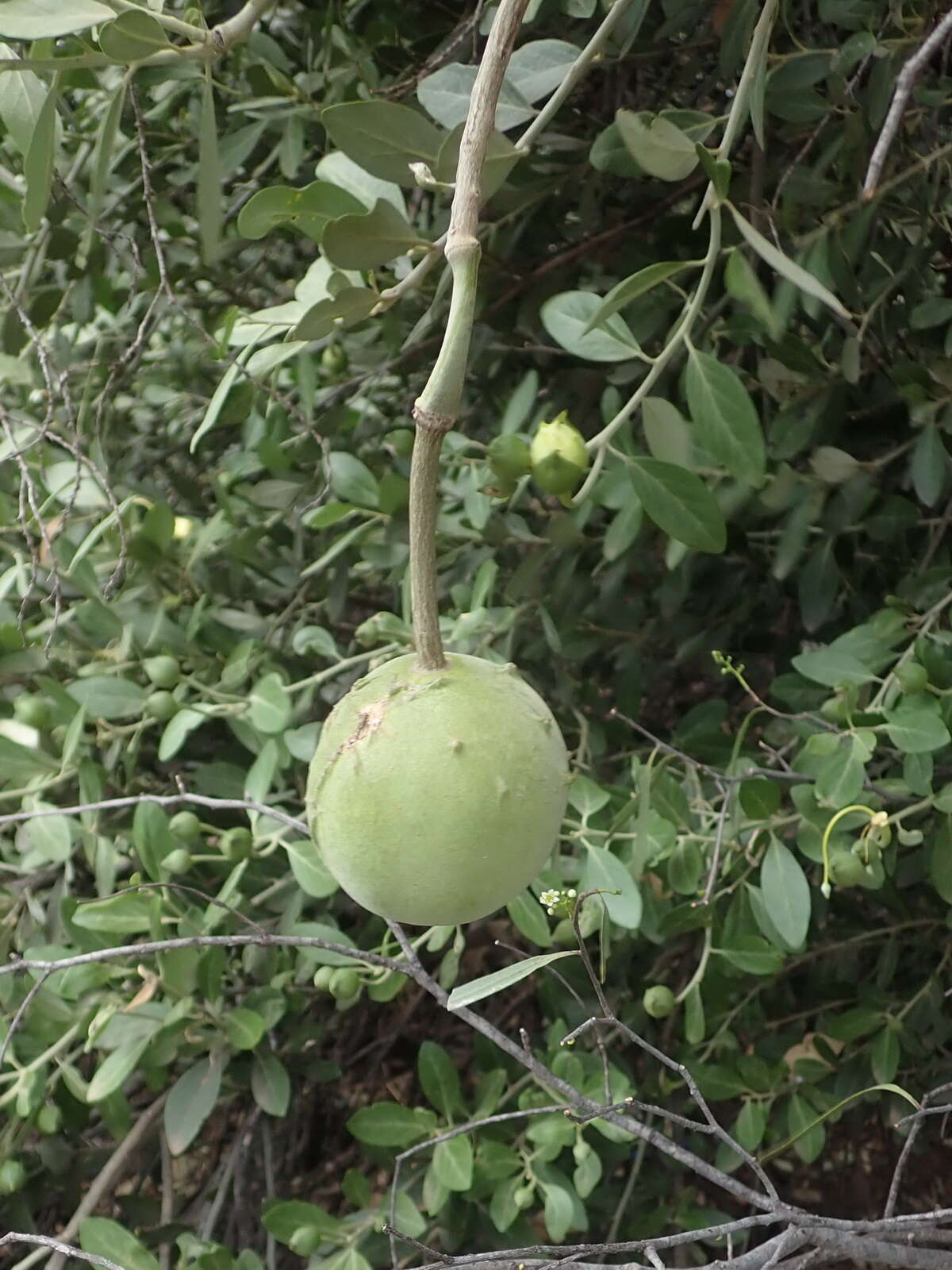 Image of Capparis mitchellii Lindl.