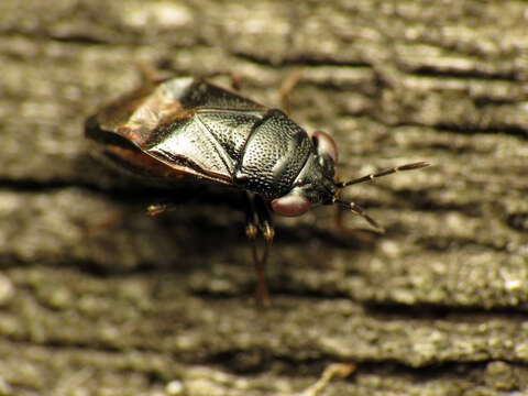 Image of Geocoris uliginosus