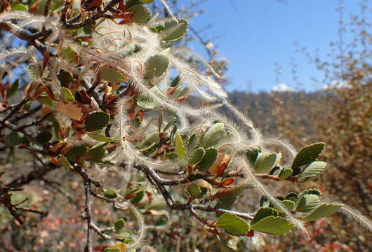 Image of Birch-leaf Mountain-mahogany