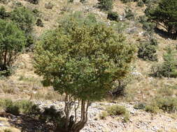 Image of Cretan maple