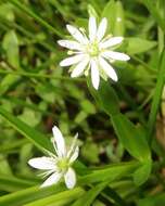 Imagem de Stellaria humifusa Rottb.