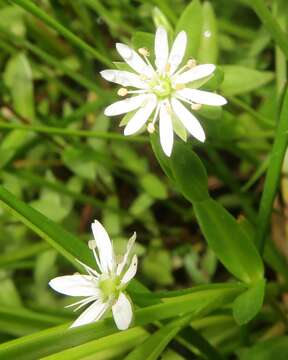 Image of saltmarsh starwort