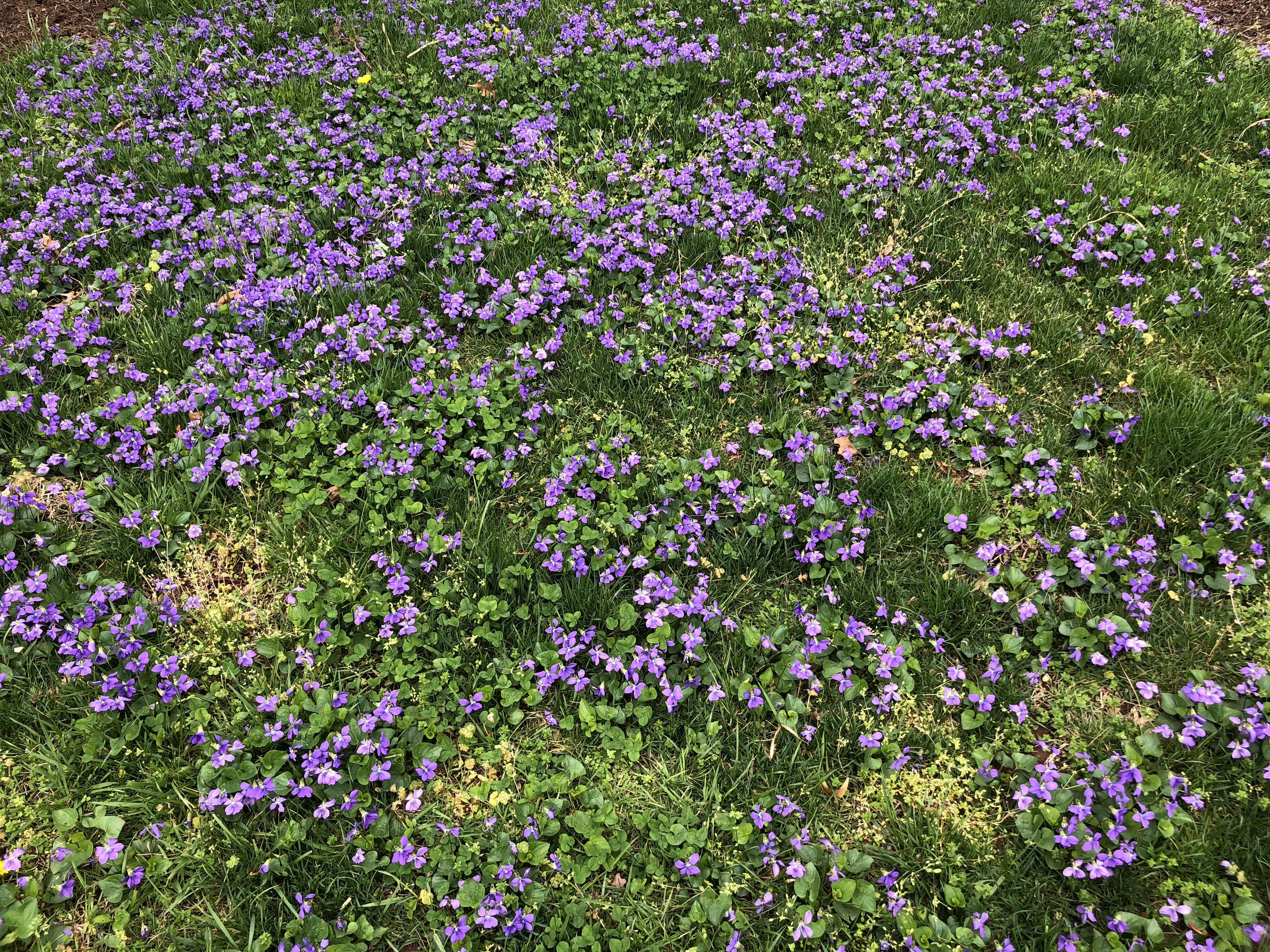 Image of common blue violet