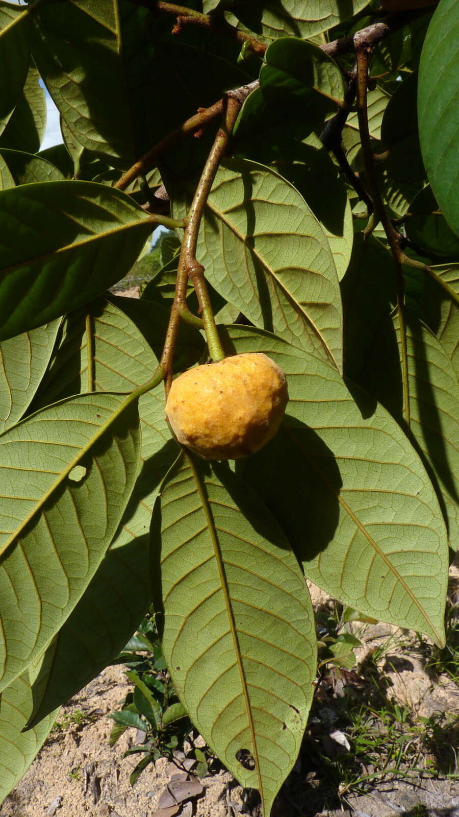 Image of Annona sylvatica A. St.-Hil.