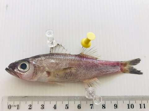 Image of Mochizuki&#39;s seabass