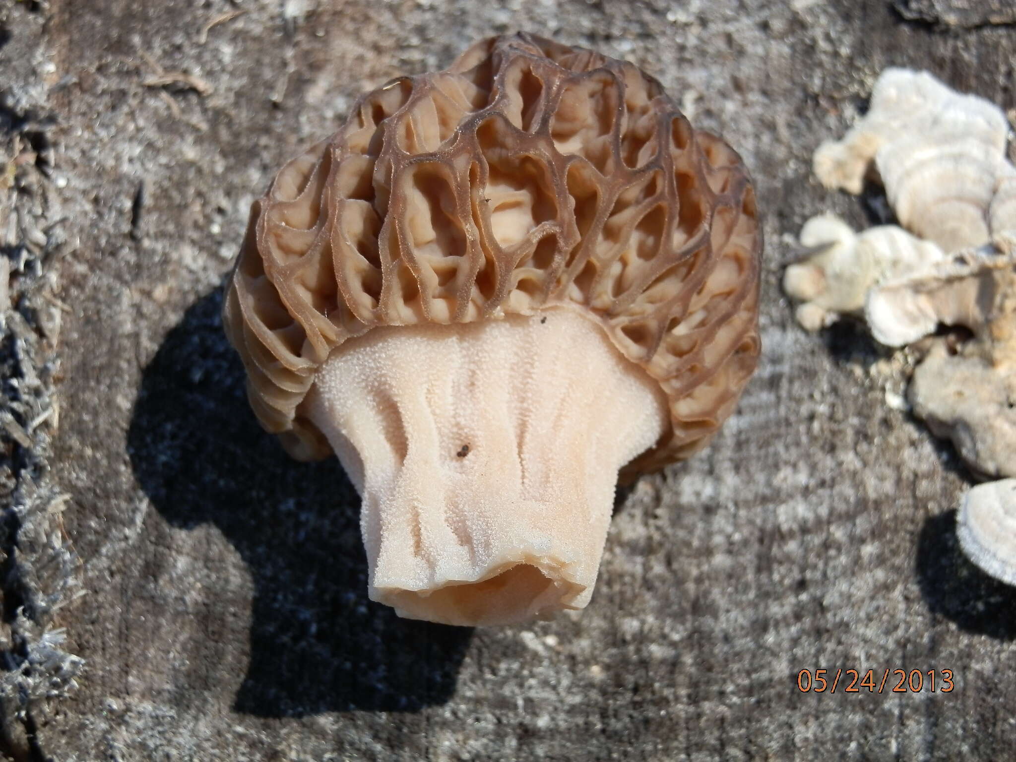 Image of Morchella septentrionalis M. Kuo, J. D. Moore & Zordani 2012