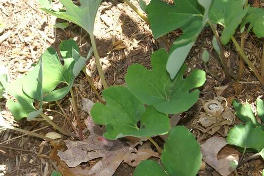 Image of bloodroot