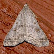 Image of Bent-winged Owlet