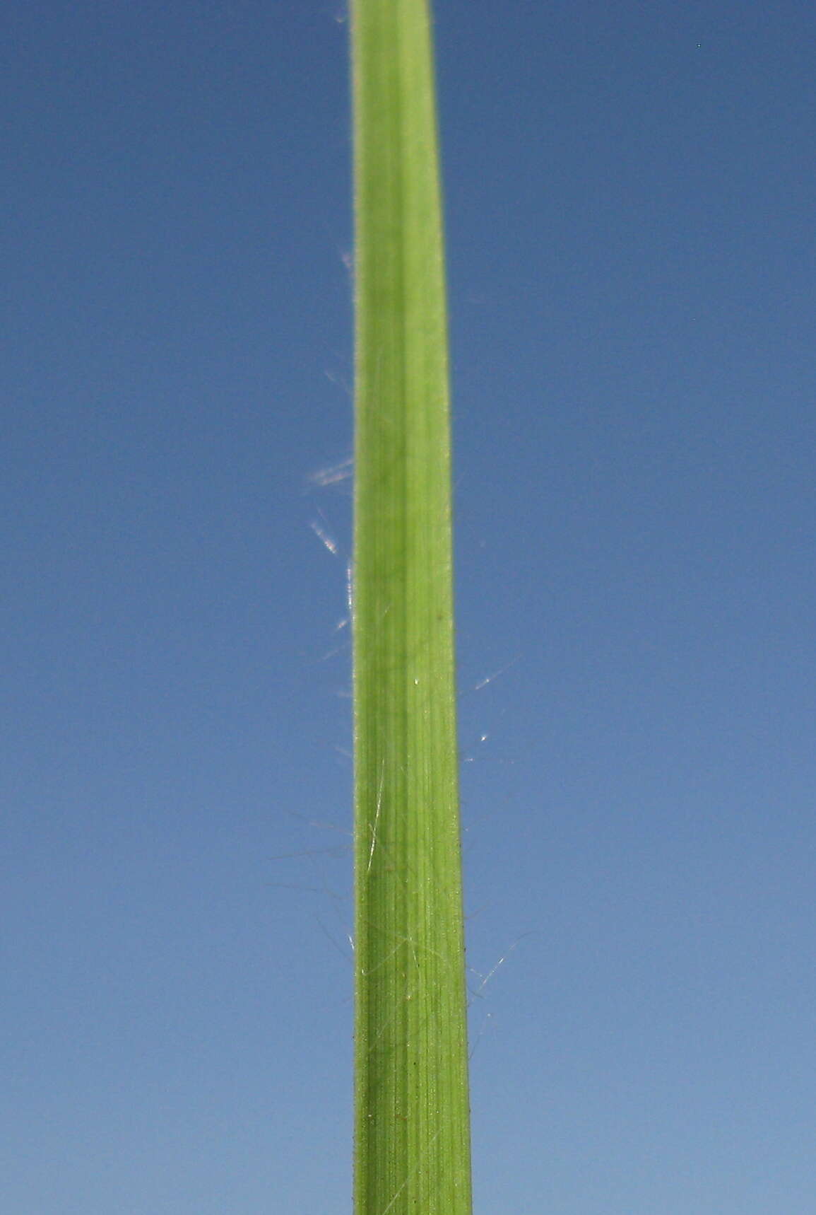 Rytidosperma caespitosum (Gaudich.) Connor & Edgar resmi