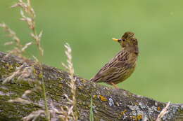 Image of Meadow Pipit