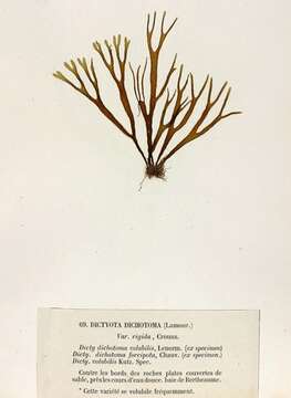 Image of Dictyota dichotoma