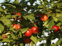 Image of Cherry Plum