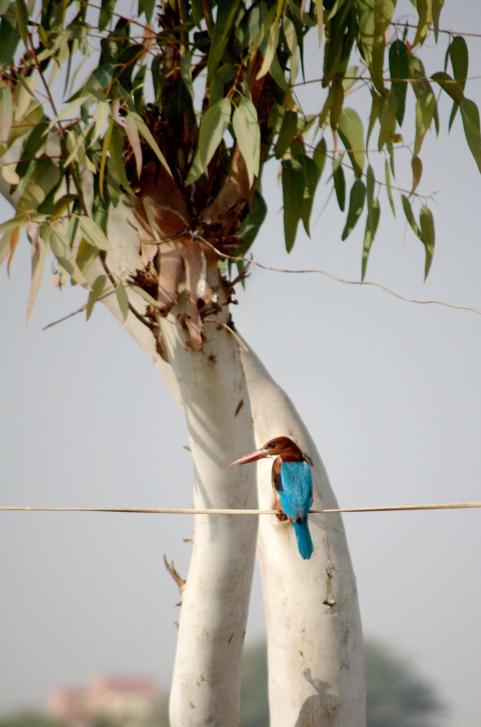 Image of Common Kingfisher