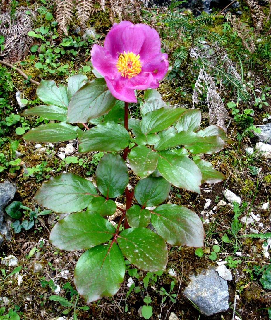 Image of Paeonia coriacea Boiss.