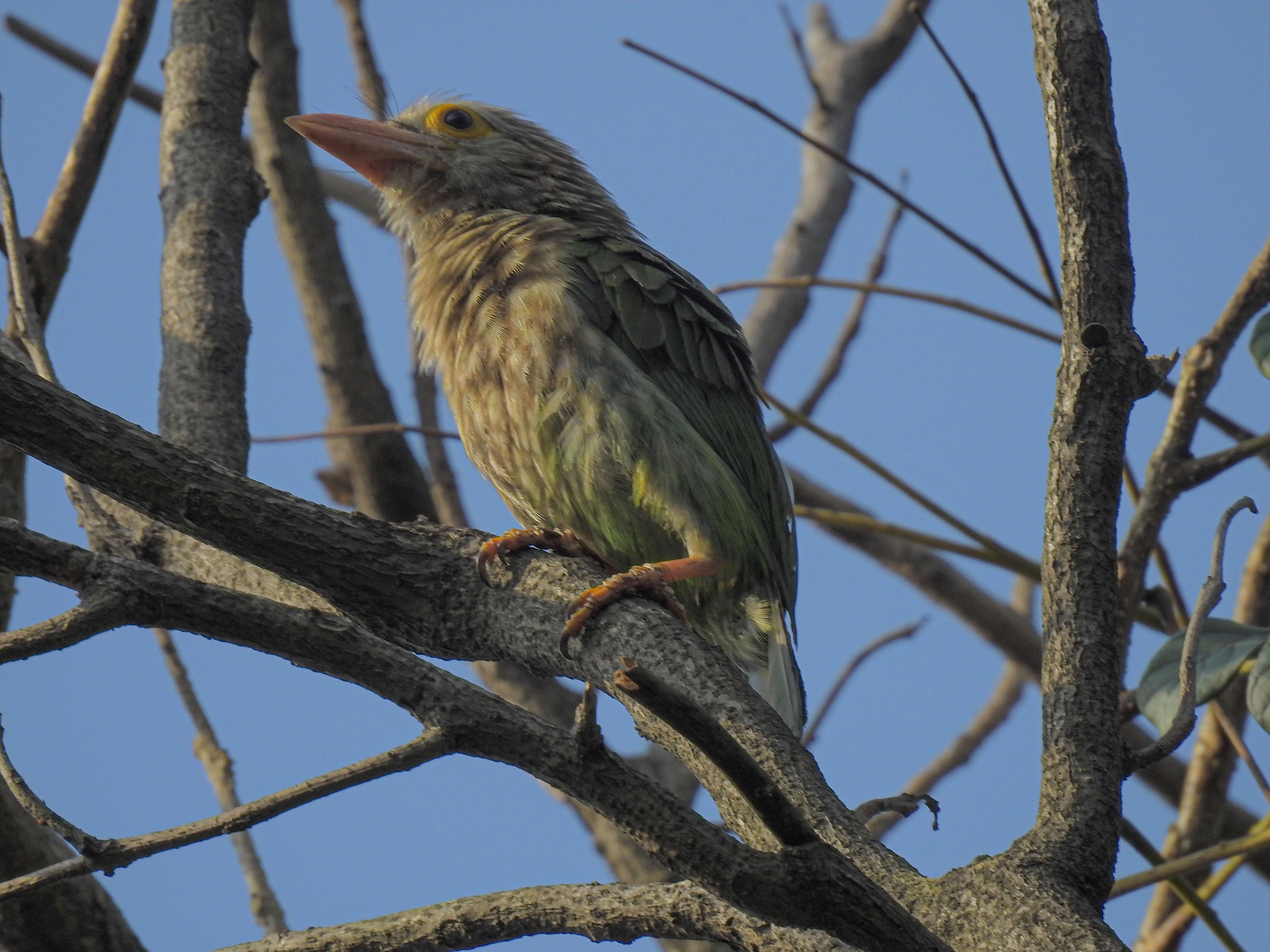 Psilopogon lineatus (Vieillot 1816) resmi