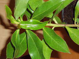 Myoporum insulare R. Br. resmi