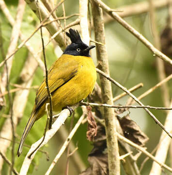 Image of Black-crested Bulbul