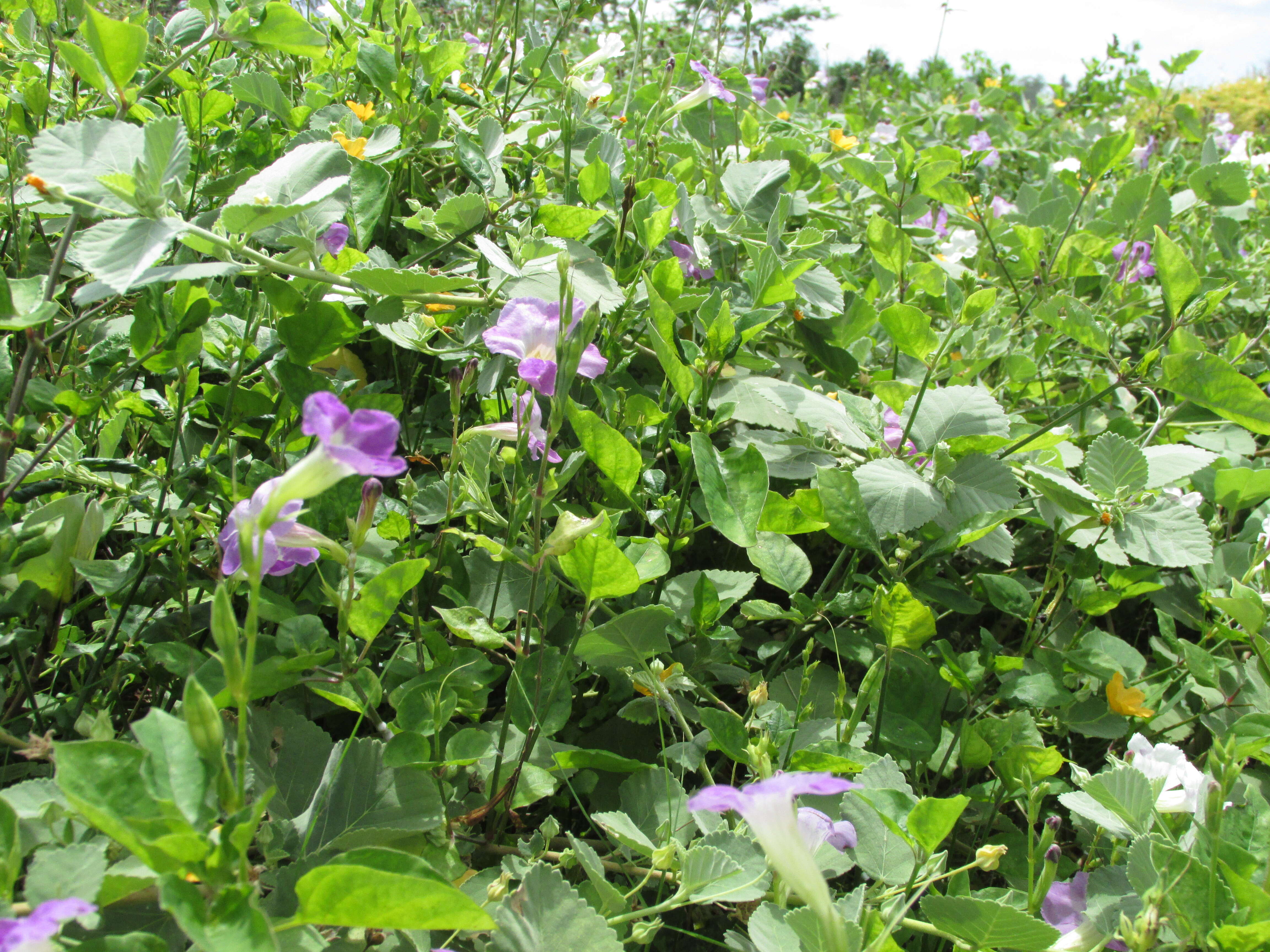 Image of Chinese violet