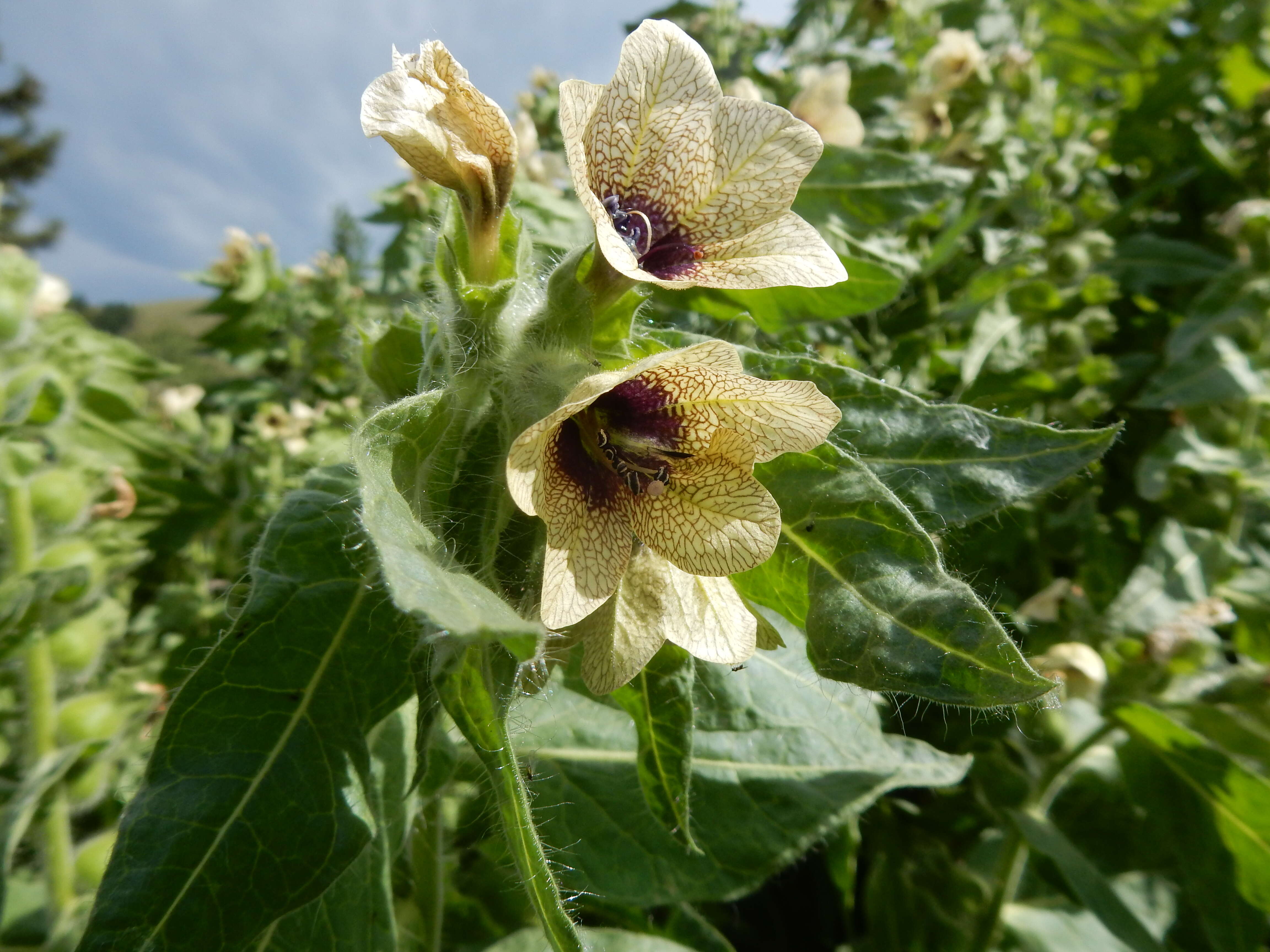 Image of black henbane