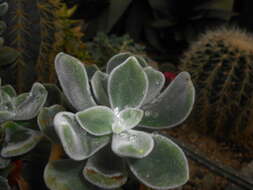 Image of Echeveria pulvinata Rose