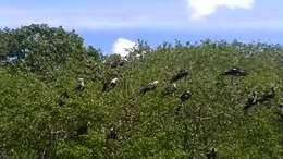 Image of frigatebirds