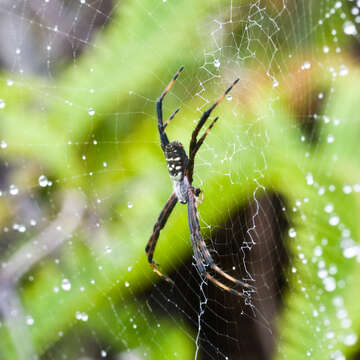 Image of Banded Argiope