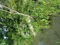 Image of Tufted Loosestrife