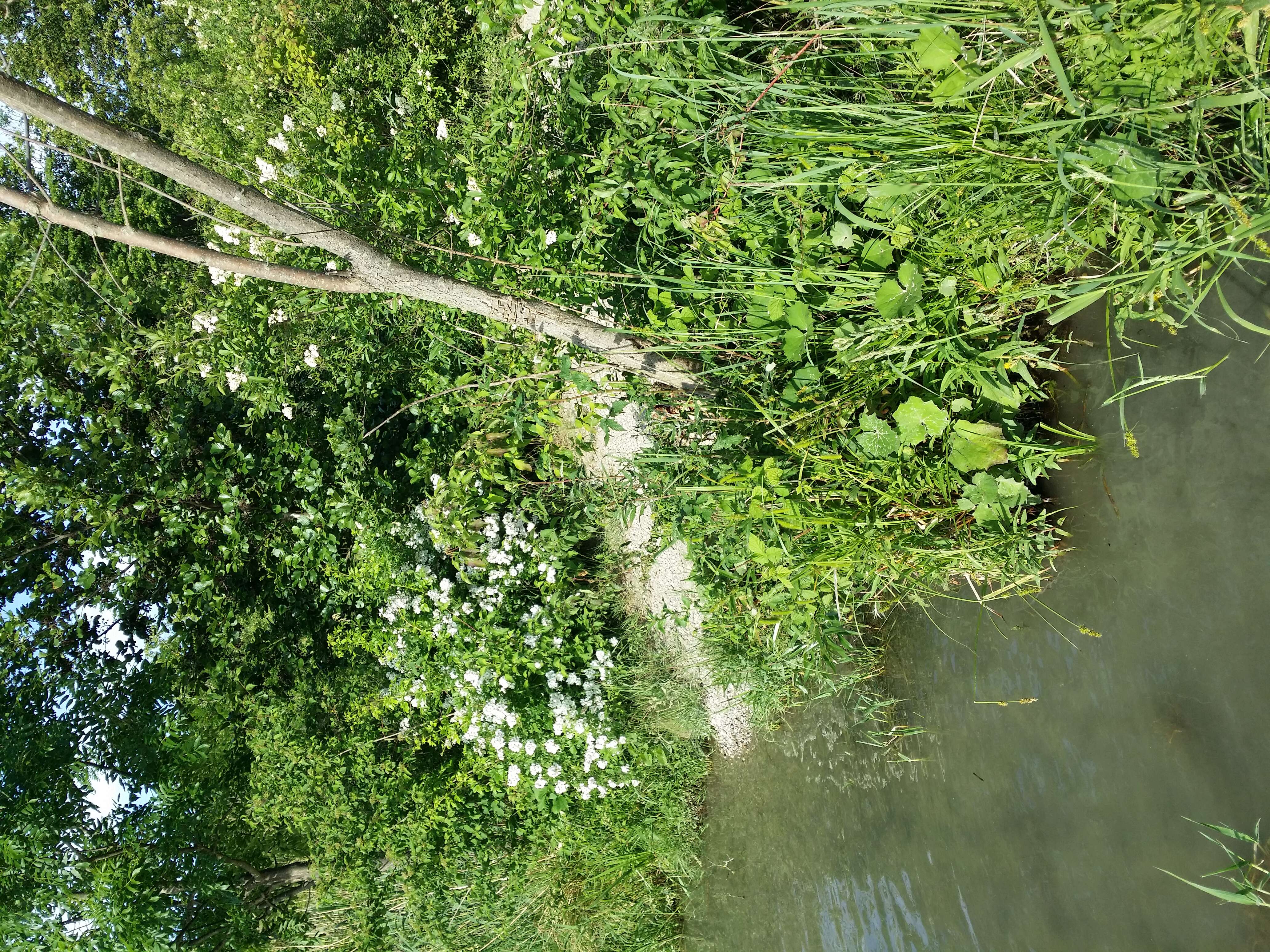 Image of Tufted Loosestrife