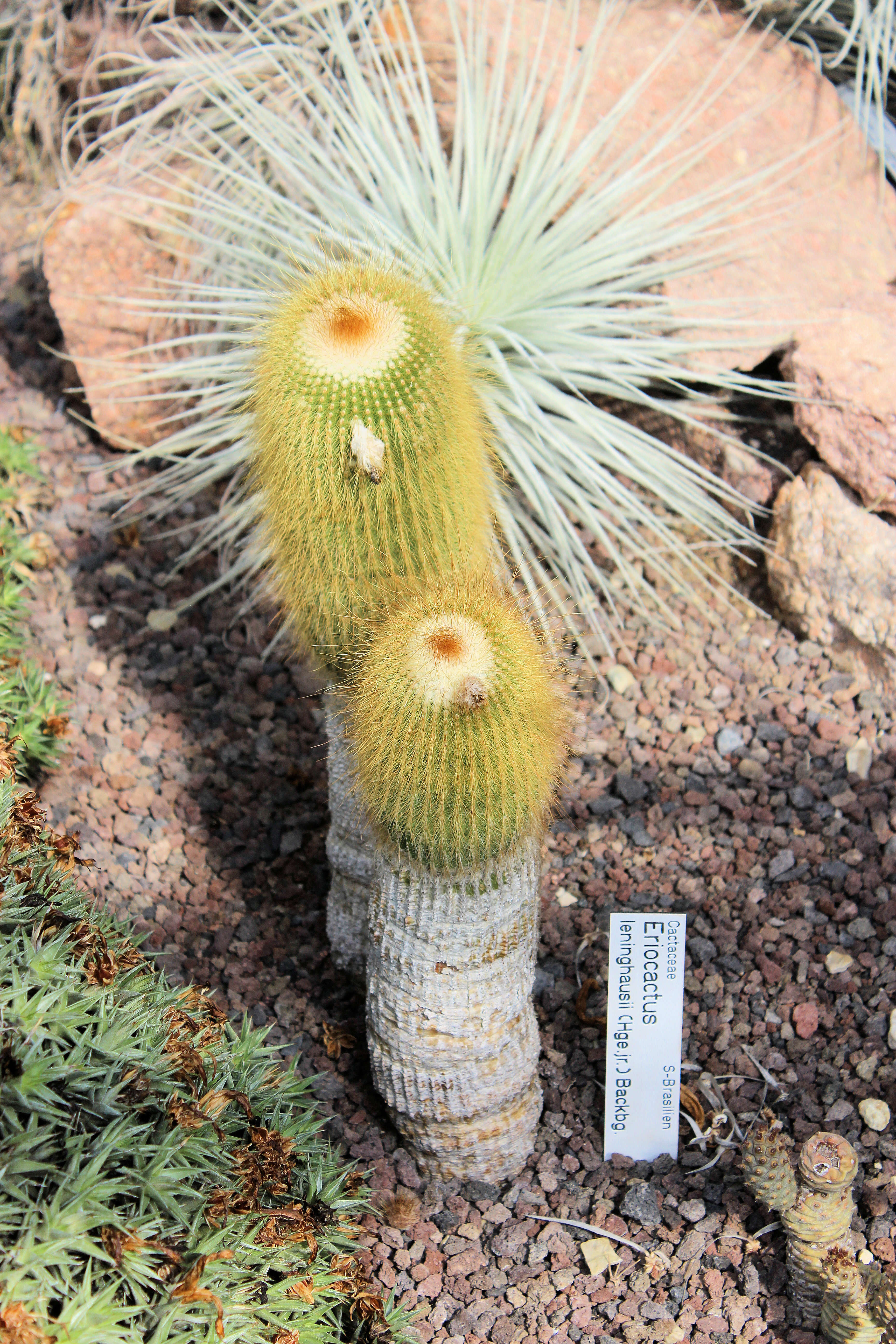 Image of Parodia lenninghausii (F. Haage) F. H. Brandt ex Eggli & Hofacker