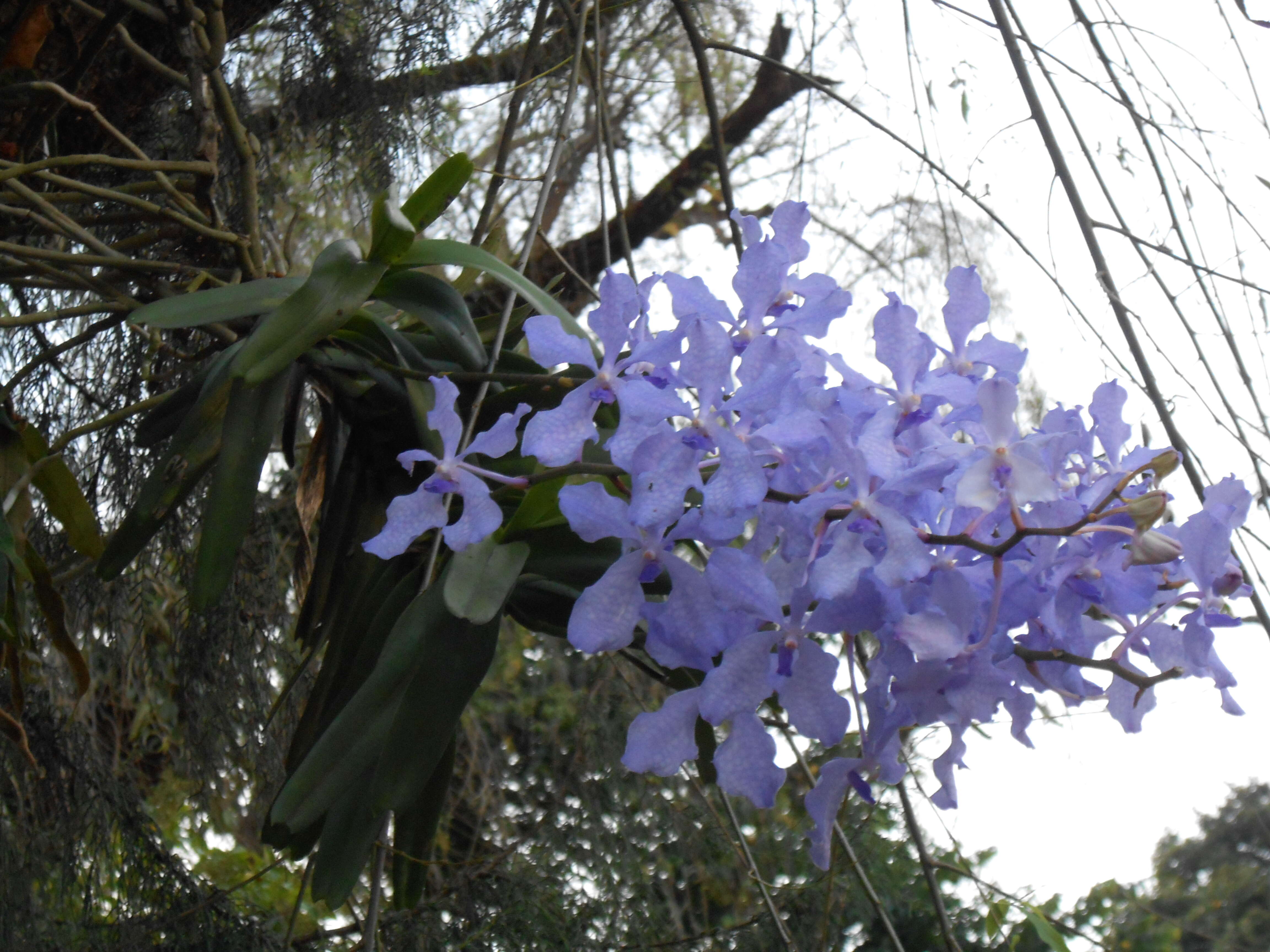 Image of blue orchid