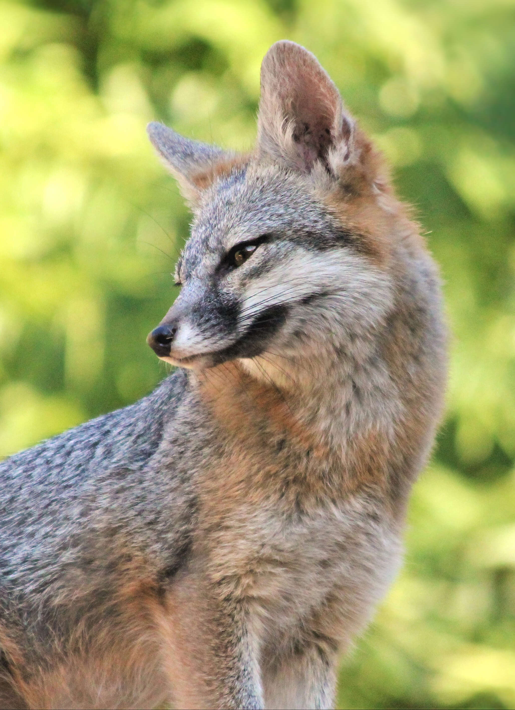 Image of Grey Foxes