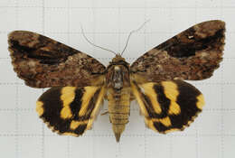 Image of Catocala formosana Okano 1958