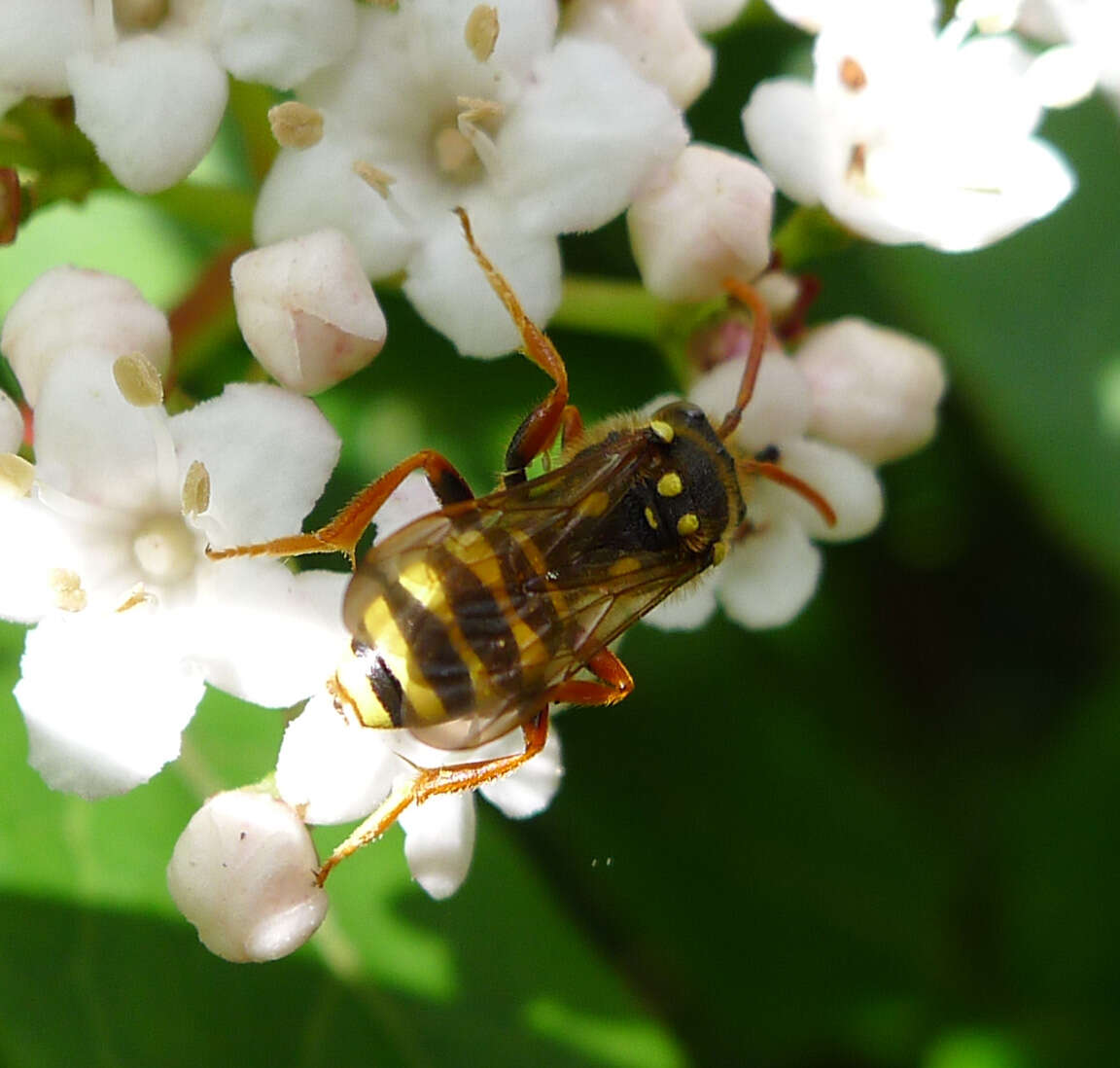 Image of Gooden's Nomad Bee