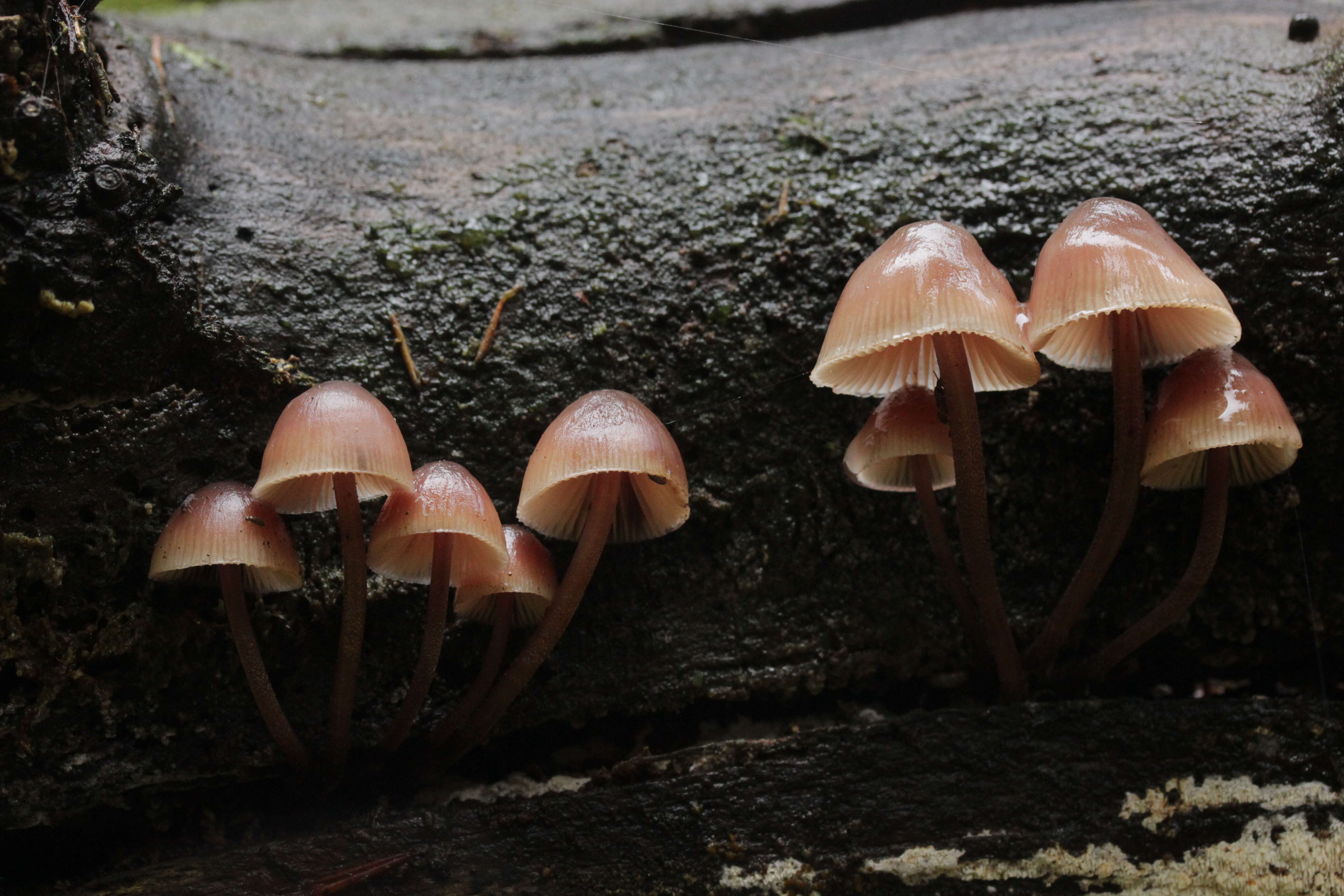 Image of Mycena haematopus (Pers.) P. Kumm. 1871