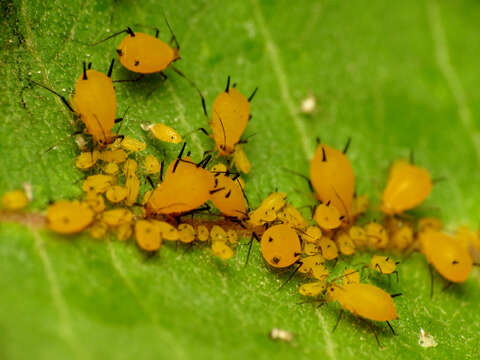 Image of Aphid