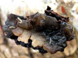 Image of Black Witches' Butter