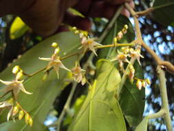 Image of Hopea ponga (Dennst.) D. J. Mabberley