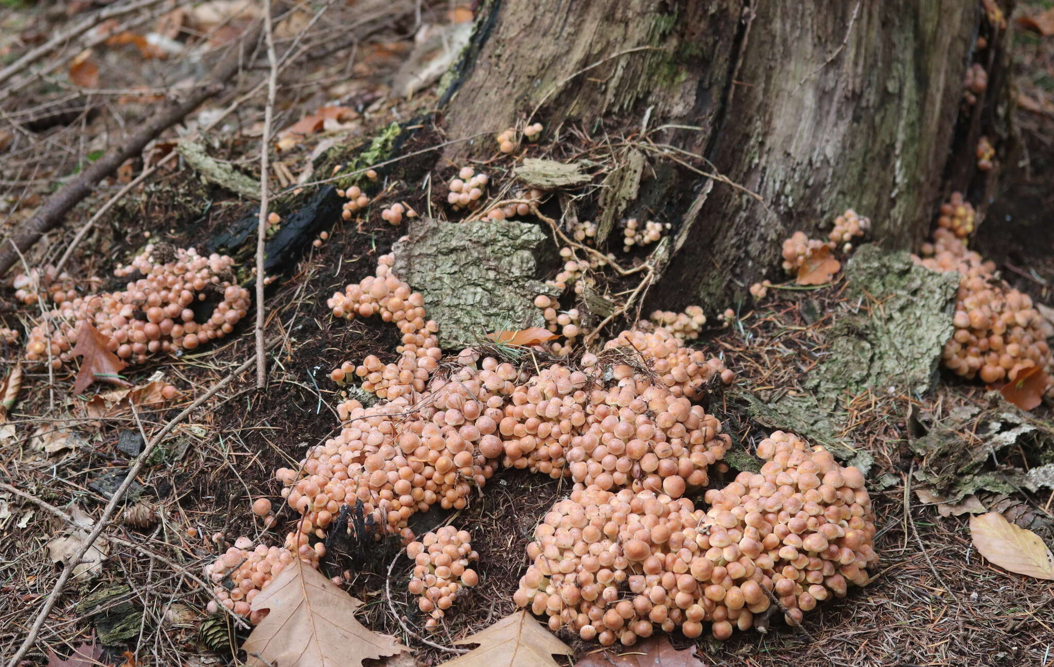 Image of Hypholoma fasciculare (Huds.) P. Kumm. 1871