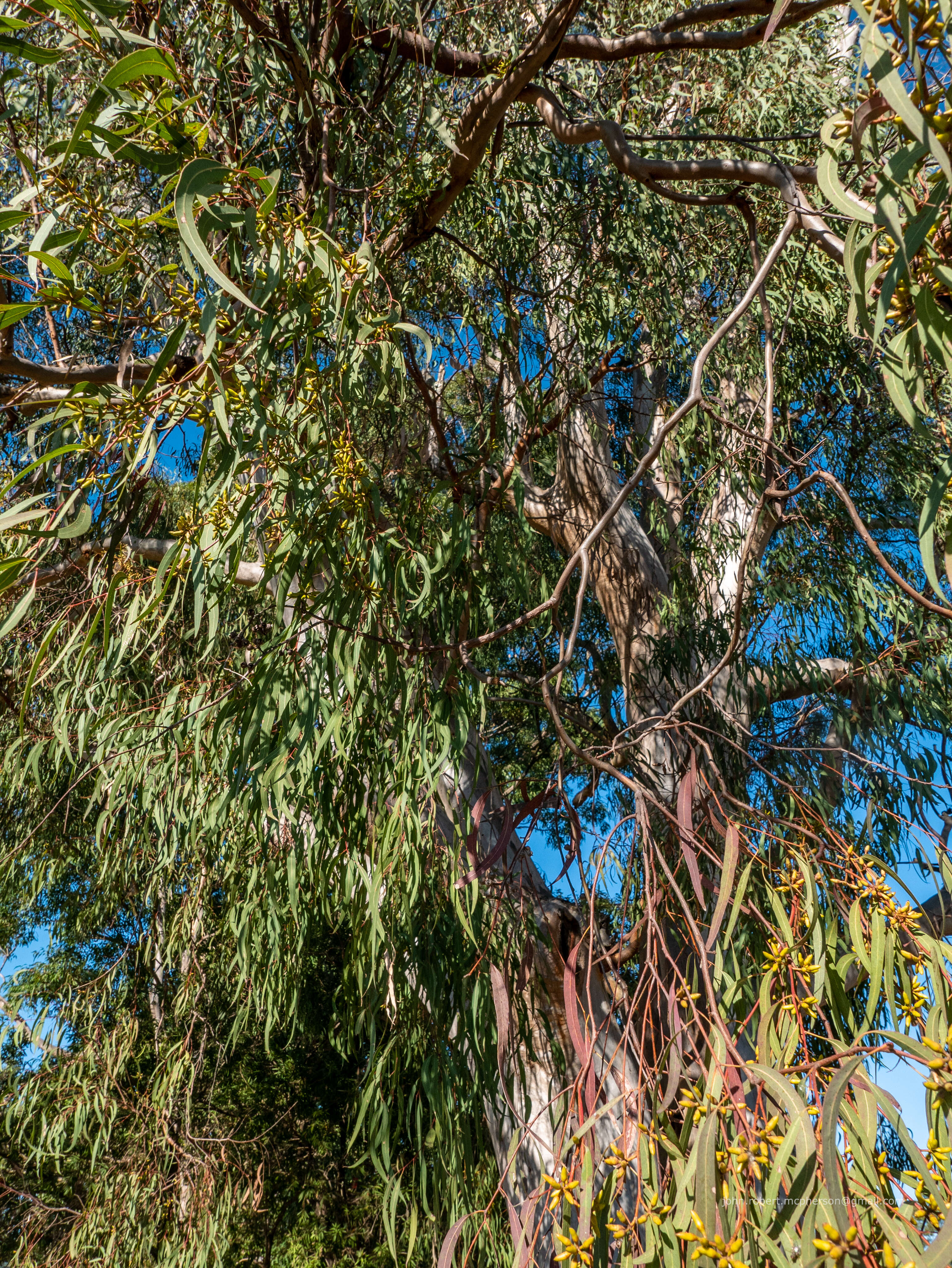 Image of cabbage gum