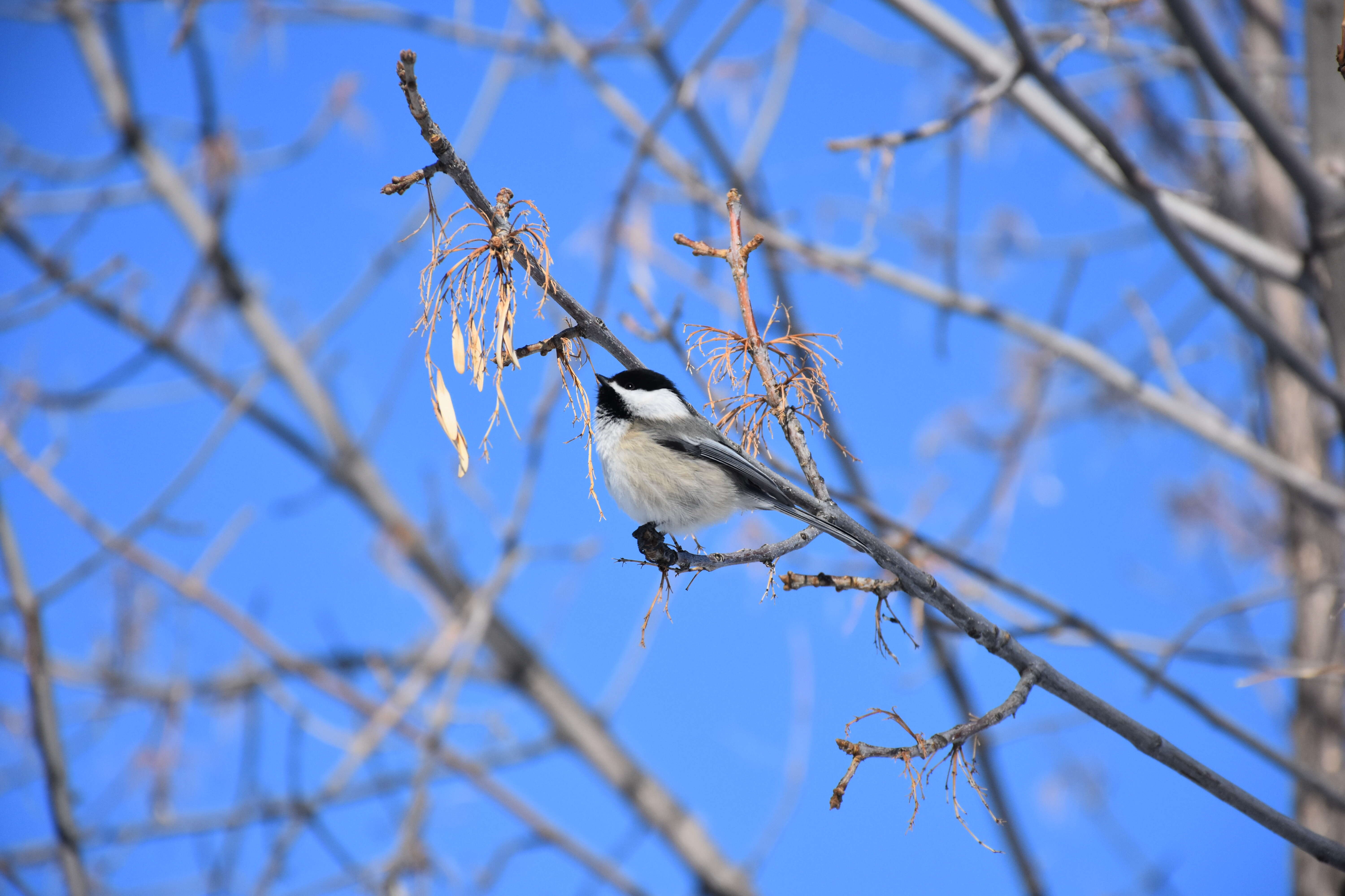 Image of Black-Capped Chickadee